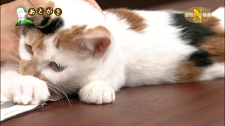 Illustration for article titled When You're a Cat, Serious Television Can Be Tricky